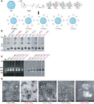 Vaccination using mutated receptor binding domains of SARS-CoV-2: Evidence for partial immune escape but not serotype formation